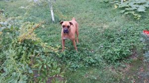 Джесси немецкий боксер. Jessie. Boxer dog.