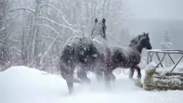 ||•Selena Gomez Marshmallow Wolves•|| смотреть онлайн