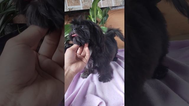 Dominant Black ShihTzu puppy смотреть онлайн