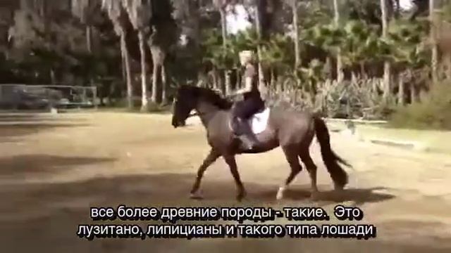 Art2Ride Translated Video to Russian: Полная амплитуда движения лошади Перевод Art2Ride Russia 1 смотреть онлайн