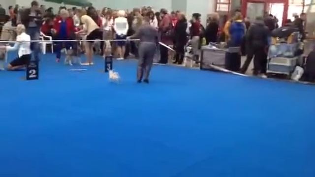 Кобели юниоры гш Нижний 03.11 смотреть онлайн