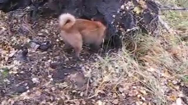 Охота на барсука с лайкой. смотреть онлайн