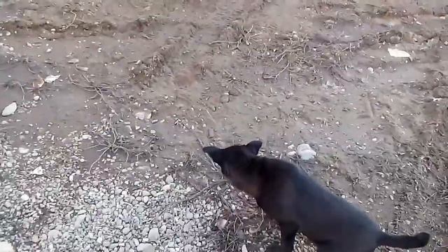 Собака. Рекс смотреть онлайн