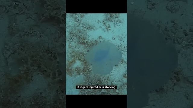 The Immortal Jellyfish 😨😱 смотреть онлайн