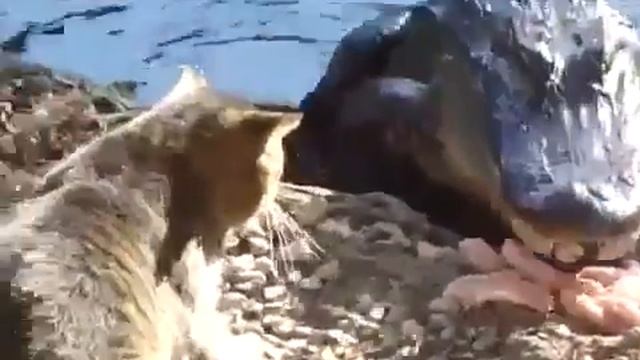 Кот замочил крокодила или победа за котами! смотреть онлайн