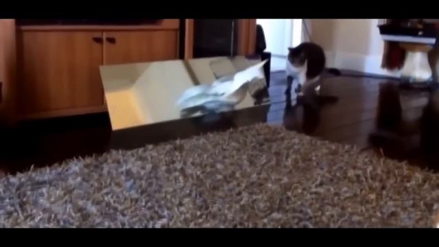 Забавные коты. Развлекательное видео для детей и взрослых смотреть онлайн