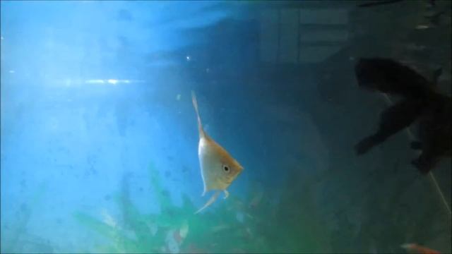 Vida de Peixe - Acará Bandeira Dourado (ouro) смотреть онлайн