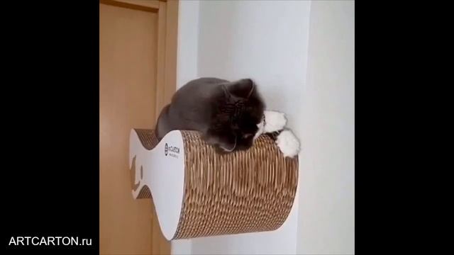 Я ЛЮБЛЮ СВОЮ КОГТЕТОЧКУ ЕЩЁ БОЛЬШЕ, ПОТОМУ ЧТО ОНА ВИСИТ НА СТЕНЕ! МОДЕЛЬ SOLID STANDART ARTCARTON. смотреть онлайн