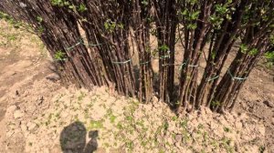 ГДЕ В ТАШКЕНТЕ КУПИТЬ САЖЕНЦЫ МОЛОДЫХ ДЕРЕВЬЕВ. НИЗКИЕ ЦЕНЫ! БОЛЬШОЙ АССОРТИМЕНТ !