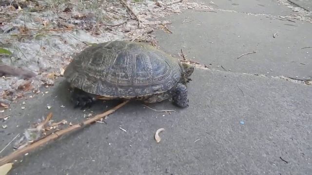 Черепаха на Тельбине. смотреть онлайн