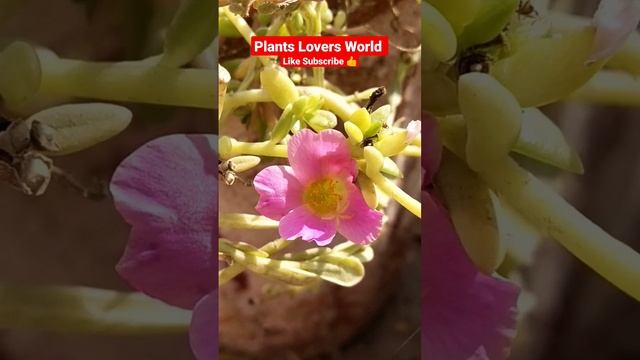 Beautiful colorful flowers permanent Flowering plant смотреть онлайн