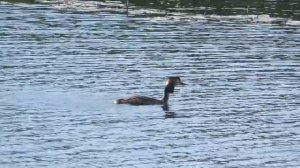 Чомга -  красивая птица