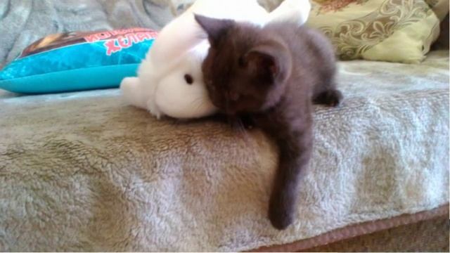 Новый друг.Котёнок.