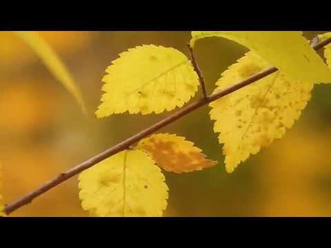 "Осенняя соната" смотреть онлайн