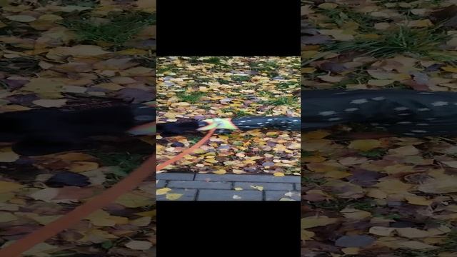 Бони на прогулке