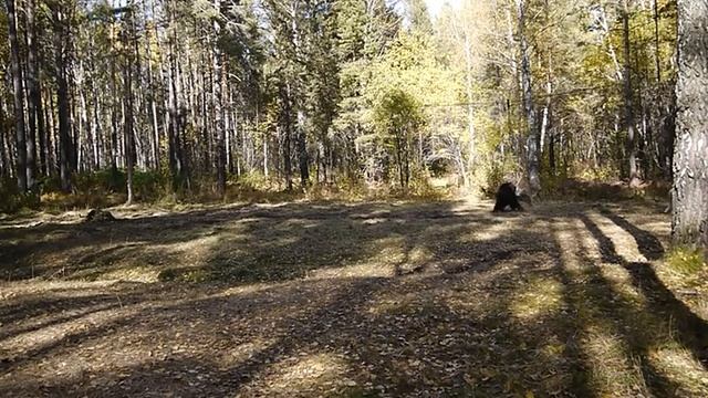 Лайки ЗСЛ первая пара Звонкова смотреть онлайн