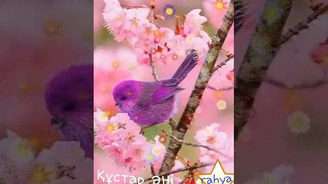 Құстар әні .