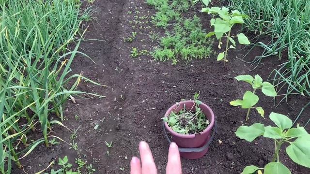 Огородные дела / Мой огород в середине июня / Давно не было у меня такого лука смотреть онлайн