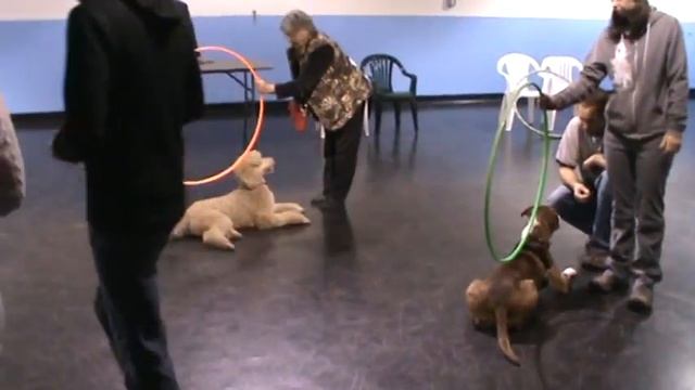 3 Dogs 2 Hoops Fun and Focus смотреть онлайн