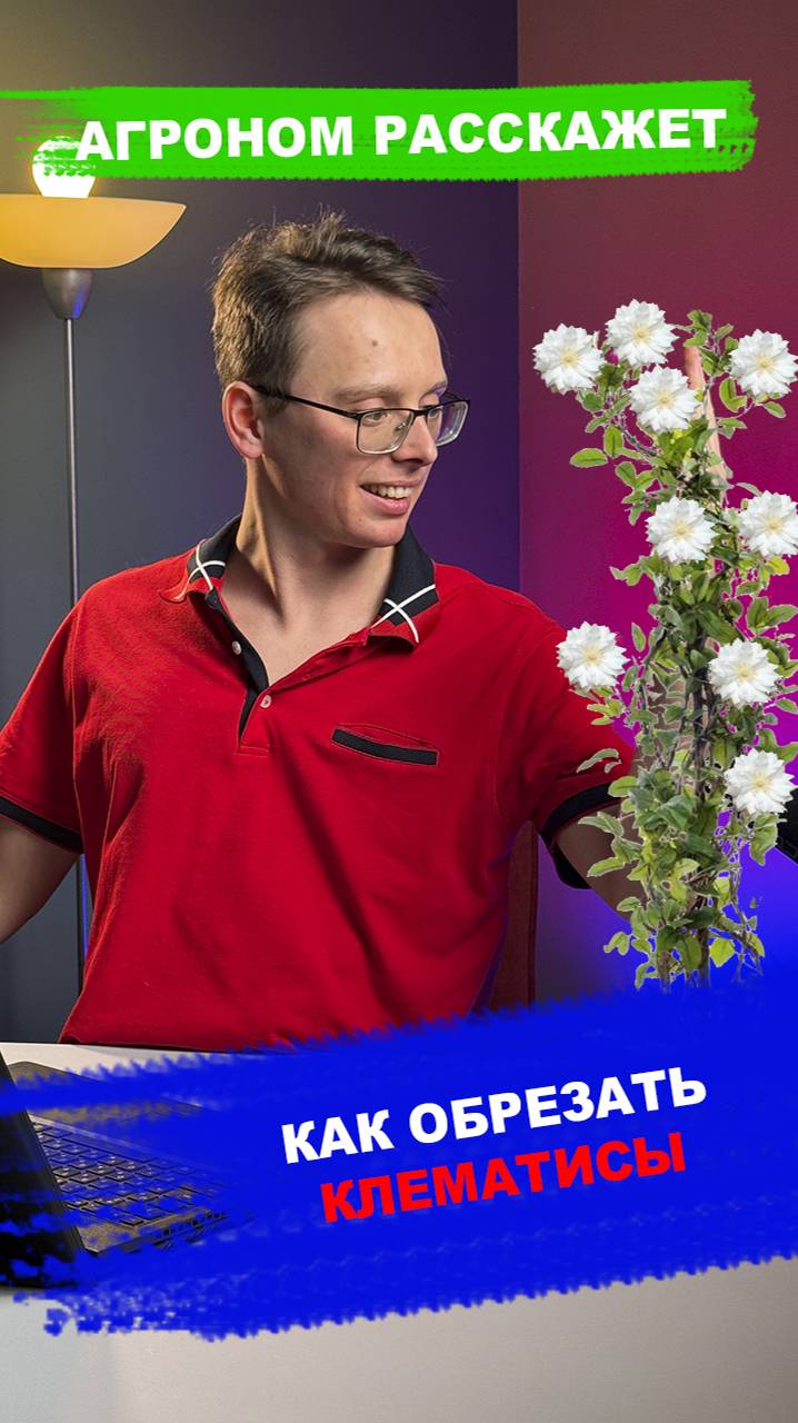 Обрезка клематисов смотреть онлайн