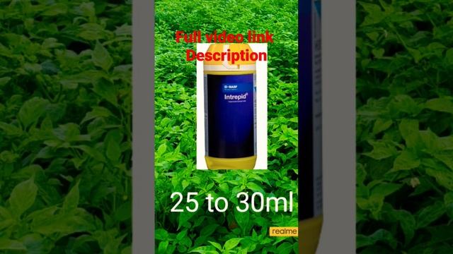 chilli thrips control method/பச்சை மிளகாய் இலை பேன் கட்டுப்படுத்தும் முறை #trips #chilli смотреть онлайн