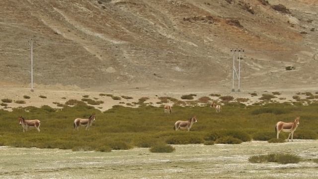 The kiang or Tibetian Wild Ass смотреть онлайн