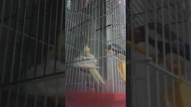 корелла поет для самки) смотреть онлайн