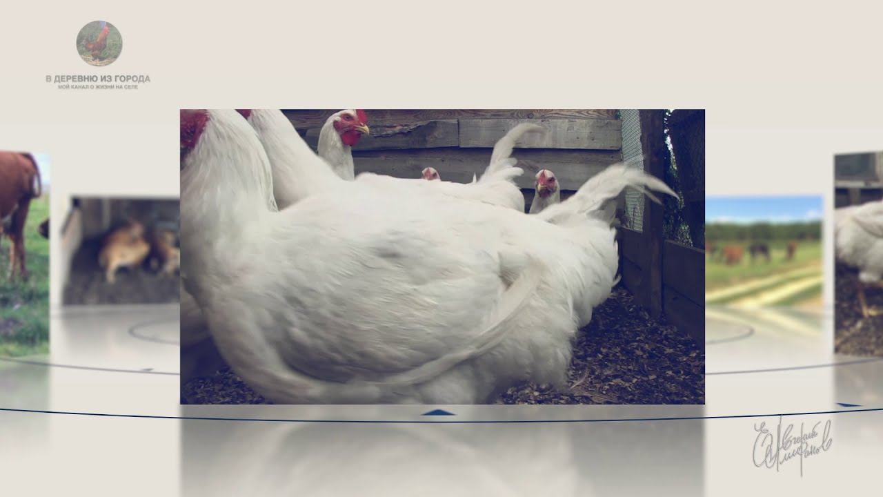 В деревню из города - мой канал о жизни на селе