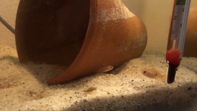 Hemichromis Lifalili