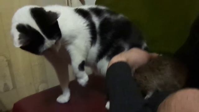 Чилийская белочка Зовут Фикс смотреть онлайн