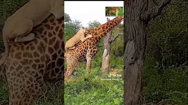 Жираф против львов.  Дикая природа.  Giraffe Gegen Löwen.  Wilde Natur.