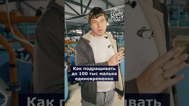 Как подращивать до 100 тыс малька единовременно смотреть онлайн