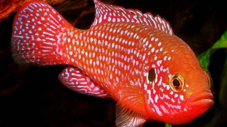 Хромис-красавец