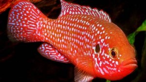 Хромис-красавец