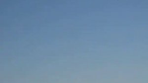 Спортивные голуби