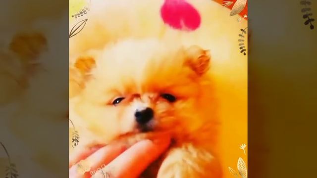 нежная рыжая малышка смотреть онлайн