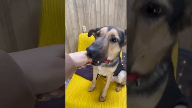 Symiko.ru | Собака Граф ищет дом. Отдаем бесплатно. Собаки в дар в добрые руки. смотреть онлайн