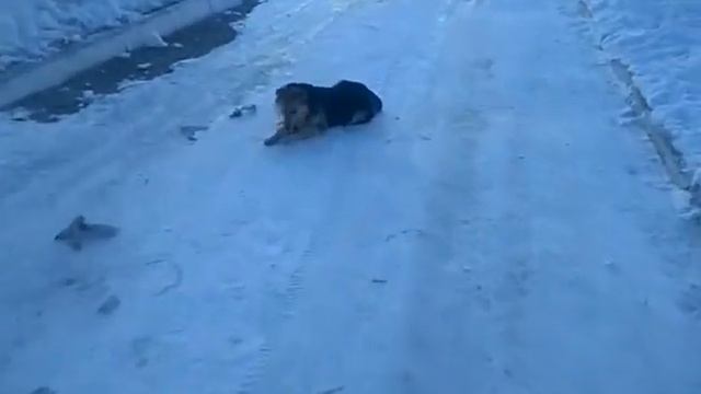 Полярные собаки. смотреть онлайн