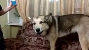 Моя собака поет