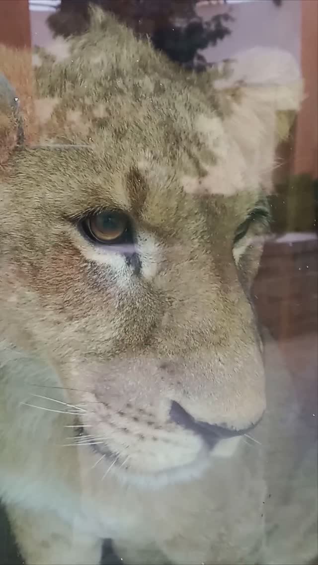 Бесплатный аттракцион от львёнка ШЕРХАНА из Тайгана. #тайган #шерхан #минск #зоопарк #shortvideo смотреть онлайн