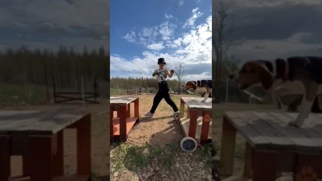 Грациозный Оди 🥰 смотреть онлайн