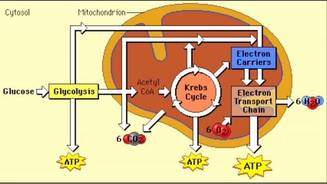 Sniffing out Alzheimer's Disease смотреть онлайн