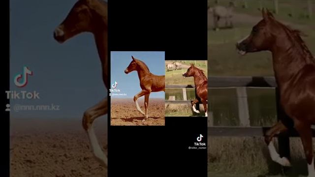 кремет аттар смотреть онлайн