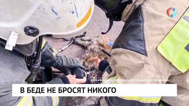 В беде не бросят никого смотреть онлайн
