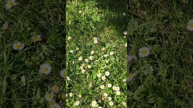 Отдых на природе Cultus lake park British Columbia 1 #canadaimmigration #cuaet #nature смотреть онлайн