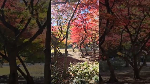 Лес точно терем расписной, лиловый, золотой, багряный... Кто написал? смотреть онлайн