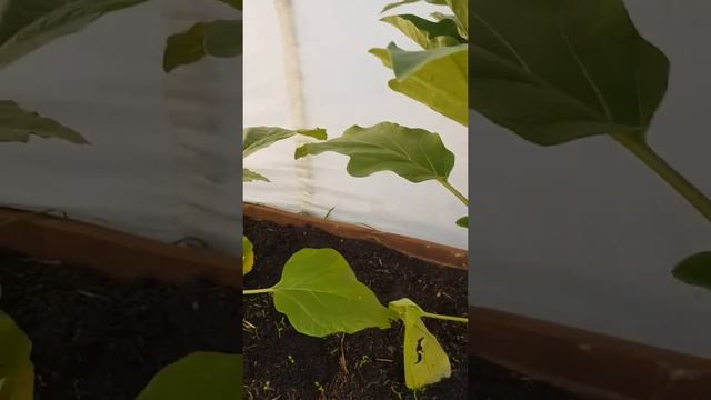 Баглажаны Валентина. Получаем ранний урожай. смотреть онлайн