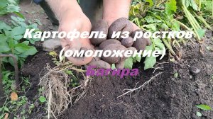 Картофель из ростков (омоложение)