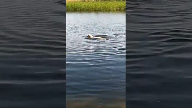 собака- водолаз, Амур- спасатель смотреть онлайн