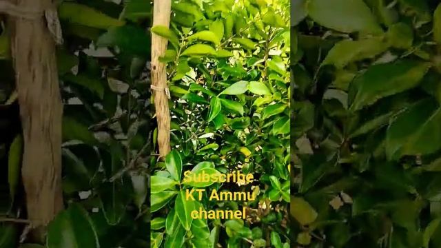 Fruiting stage plant big size plant available #garden #rare #flowers #plant смотреть онлайн